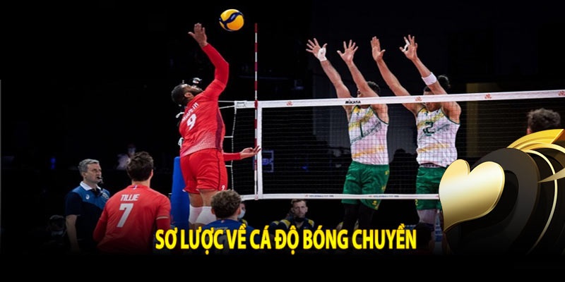 Sự phát triển của thị trường cá cược bóng chuyền